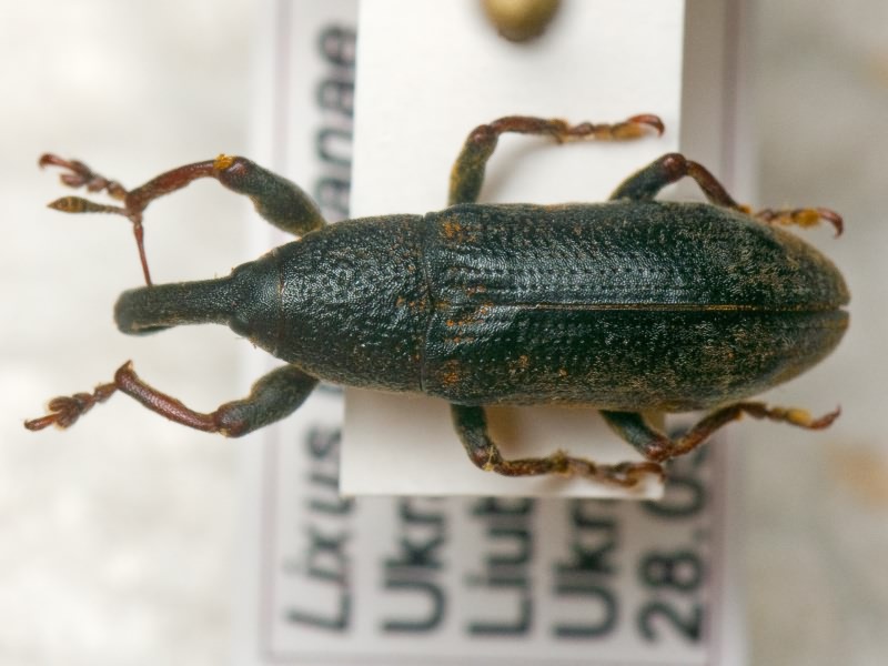 Lixus (Dilixellus) bardanae (Fabricius, 1787)